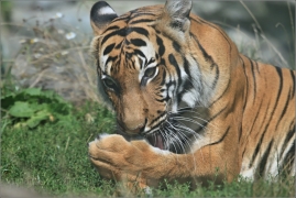 <p>TYGR MALAJSKÝ (Panthera tigris jacksoni) ZOO Ústí nad Labem</p>